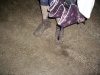 grand_brassac_2005_040.jpg